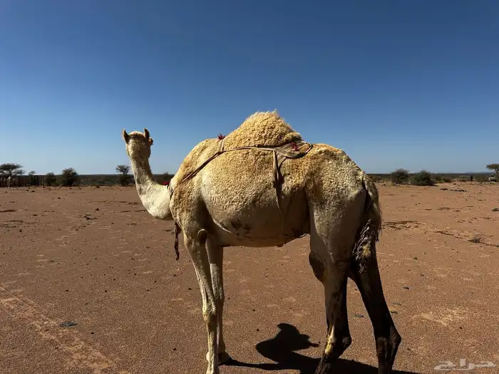 لبيع سودانيه معشر على بعير سوداني 2