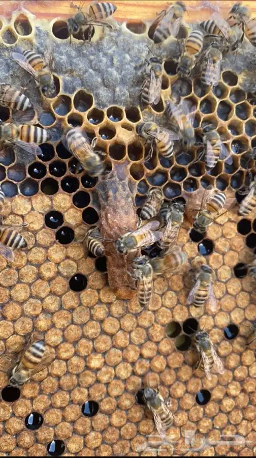 ازالة النحل المزعج والكشف على الخلايا 3