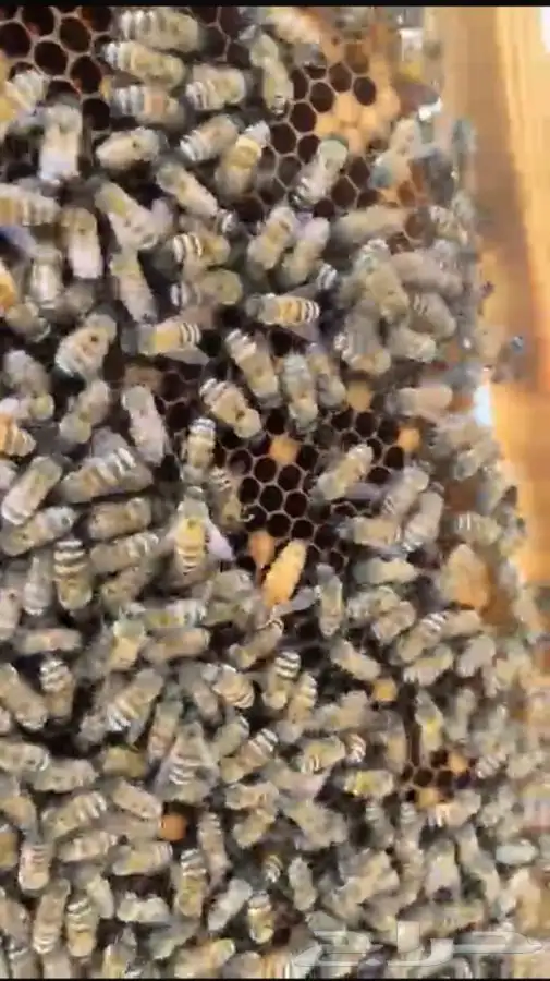 ازالة النحل المزعج والكشف على الخلايا 2