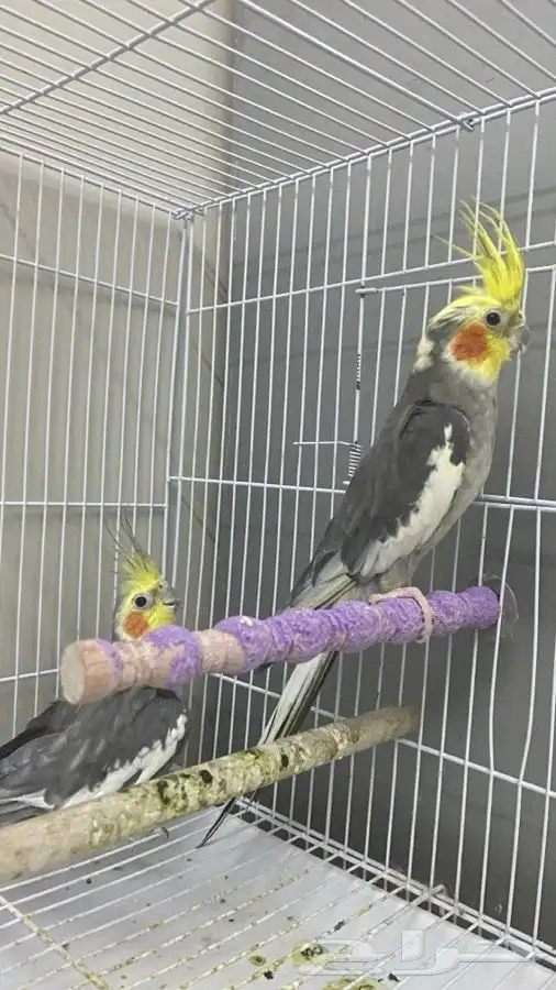 طيور كروان ذكر 0