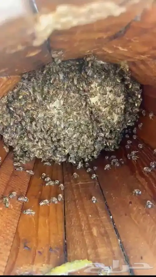 ازالة النحل المزعج والكشف على الخلايا 1