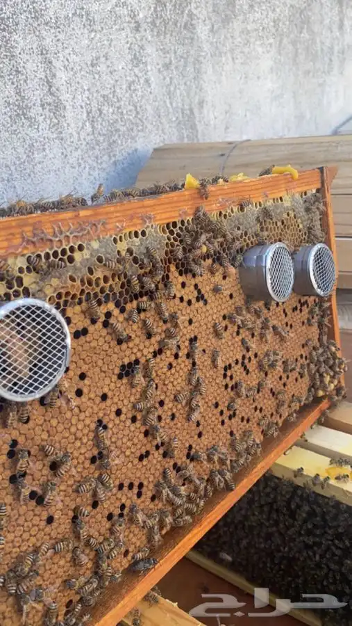 ازالة النحل المزعج والكشف على الخلايا 0