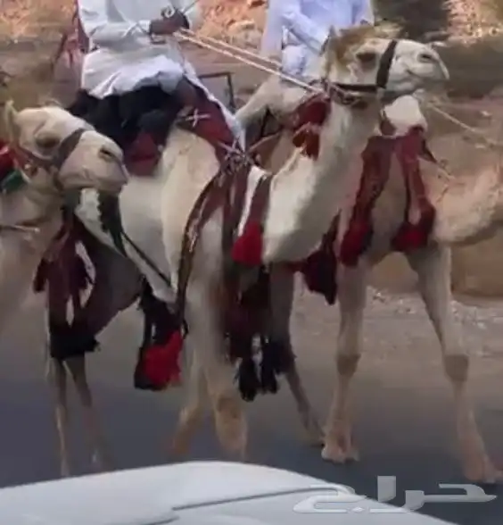 للبيع قعود مهجن 0
