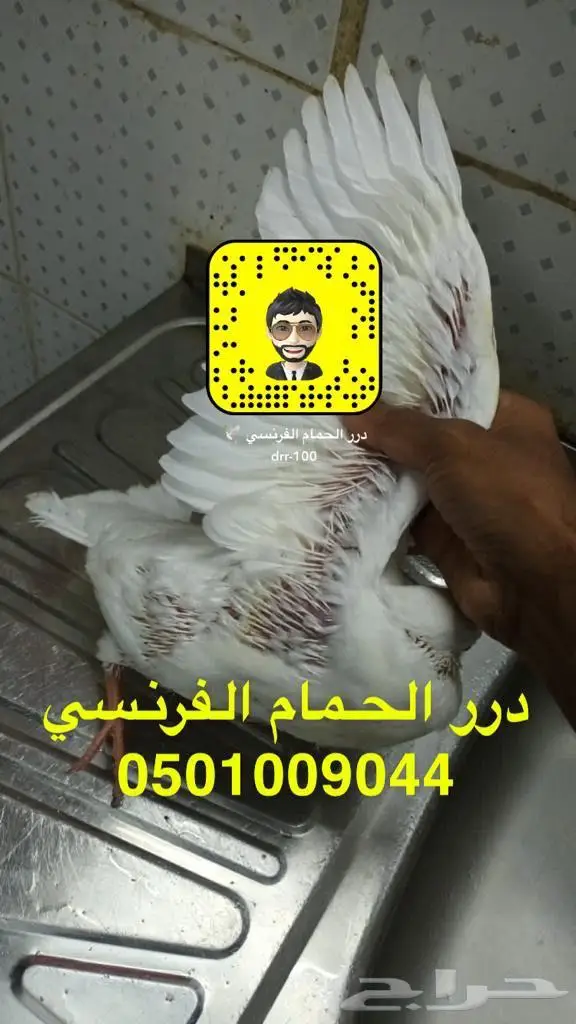زغاليل حمام فرنسي ماشاء الله 1
