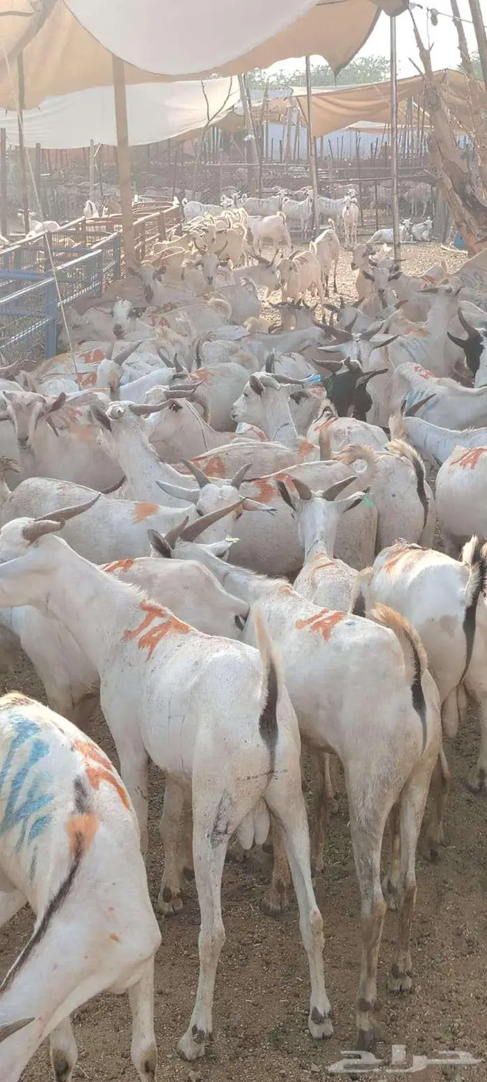 برابر مرايى وتيوس اسعار خاااصه للجمله 4