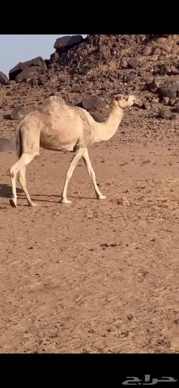 ناقة 0