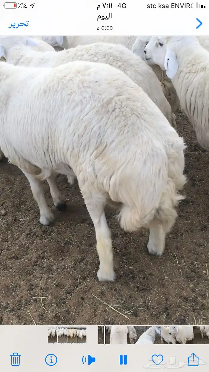 طليان جبر 0