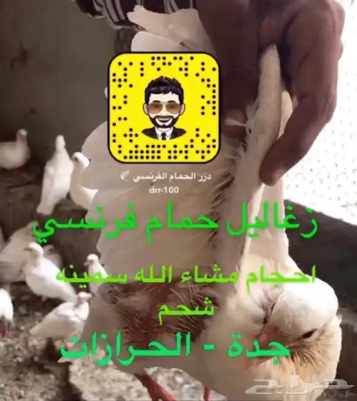 زغاليل حمام فرنسي ماشاء الله 0