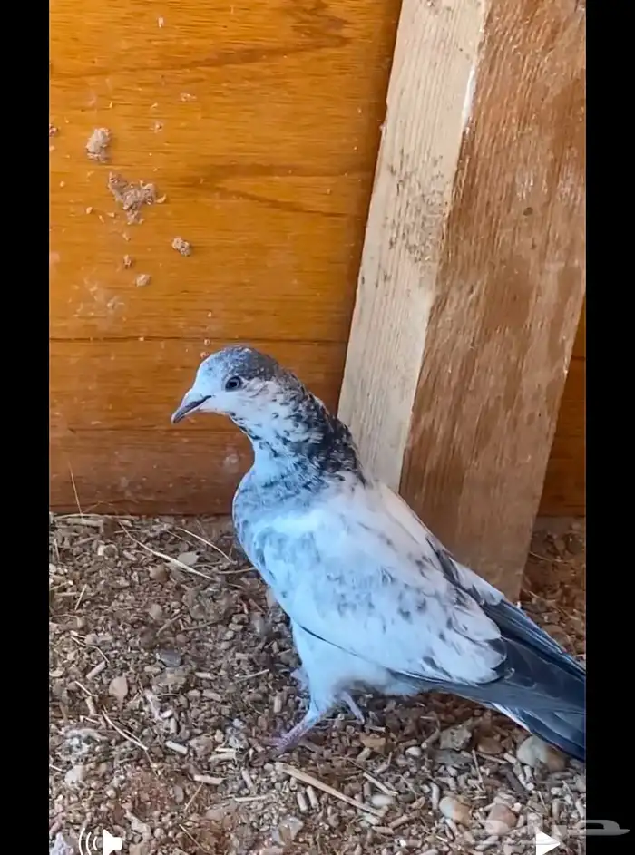 طبتين باكستاني النوع تيدي 0