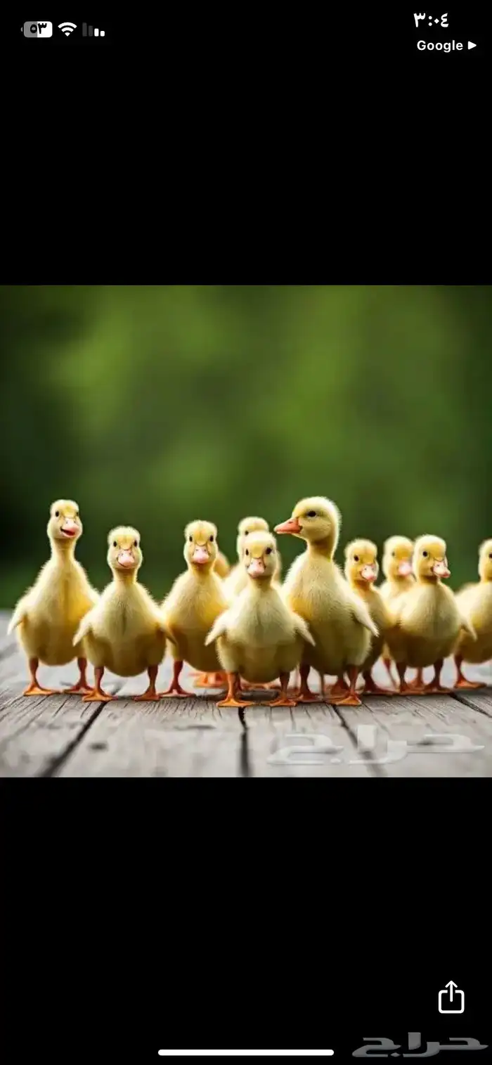 صوص بط بكيني اصفر ناصع للبيع متوفر كميات 3