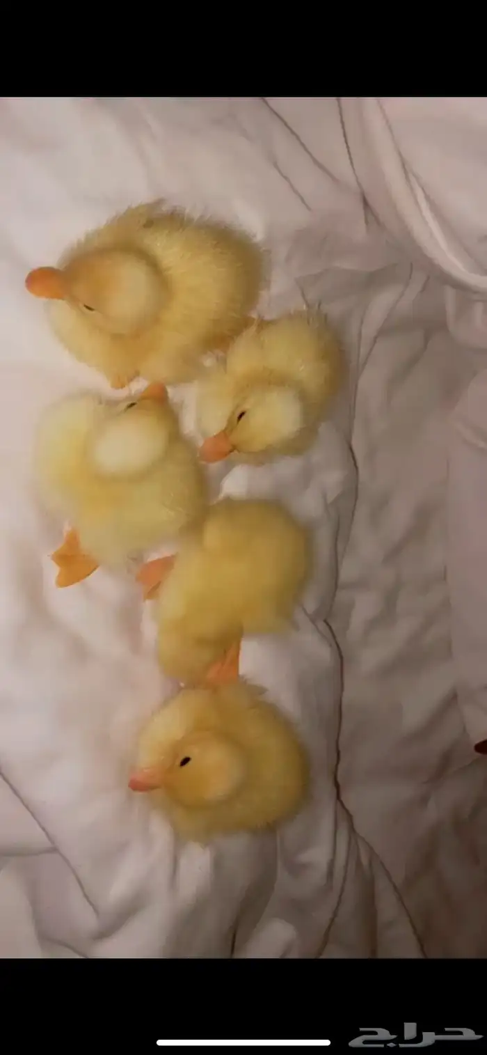 صوص بط بكيني اصفر ناصع للبيع متوفر كميات 0