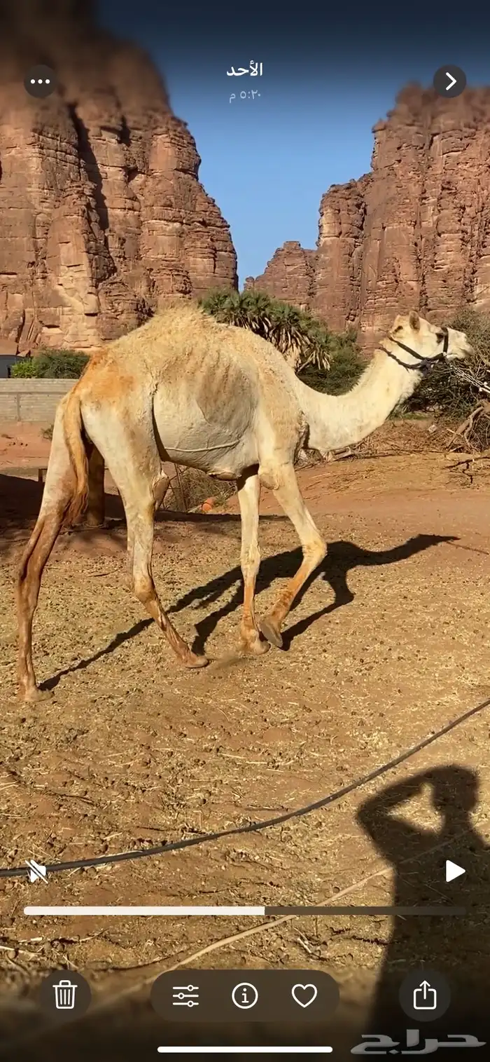 للبيع قعود مهجن 2