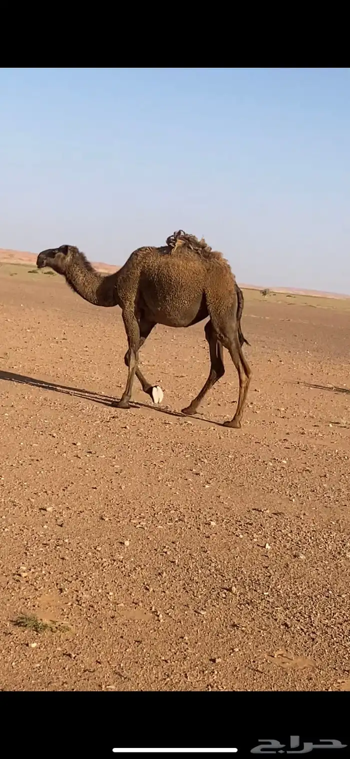 للبيع بكره لقيه 0
