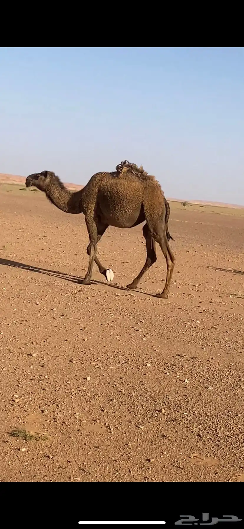 للبيع بكره لقيه 0