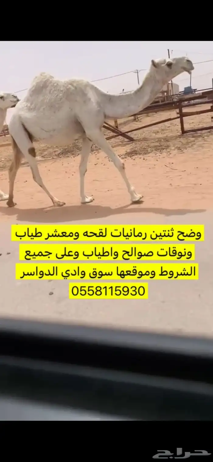 وضح ثنتين طياب وكفو 0