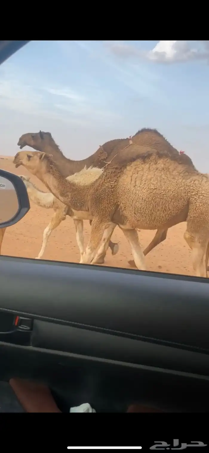 للبيع قعود اشقح طيب ابوه من بعارين بن مهنا السبيعي 0