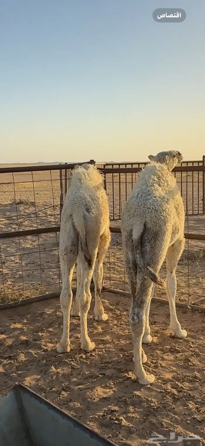 حشو لبانيه للبيع العمر بين 5 الى 6 شهور 0