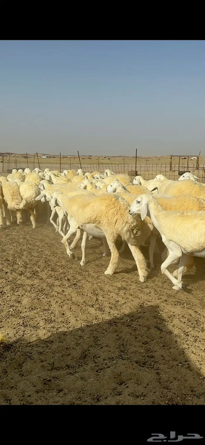 غنم حرية رخال صنف الصنف مراح طيب 60 بلفحول 23