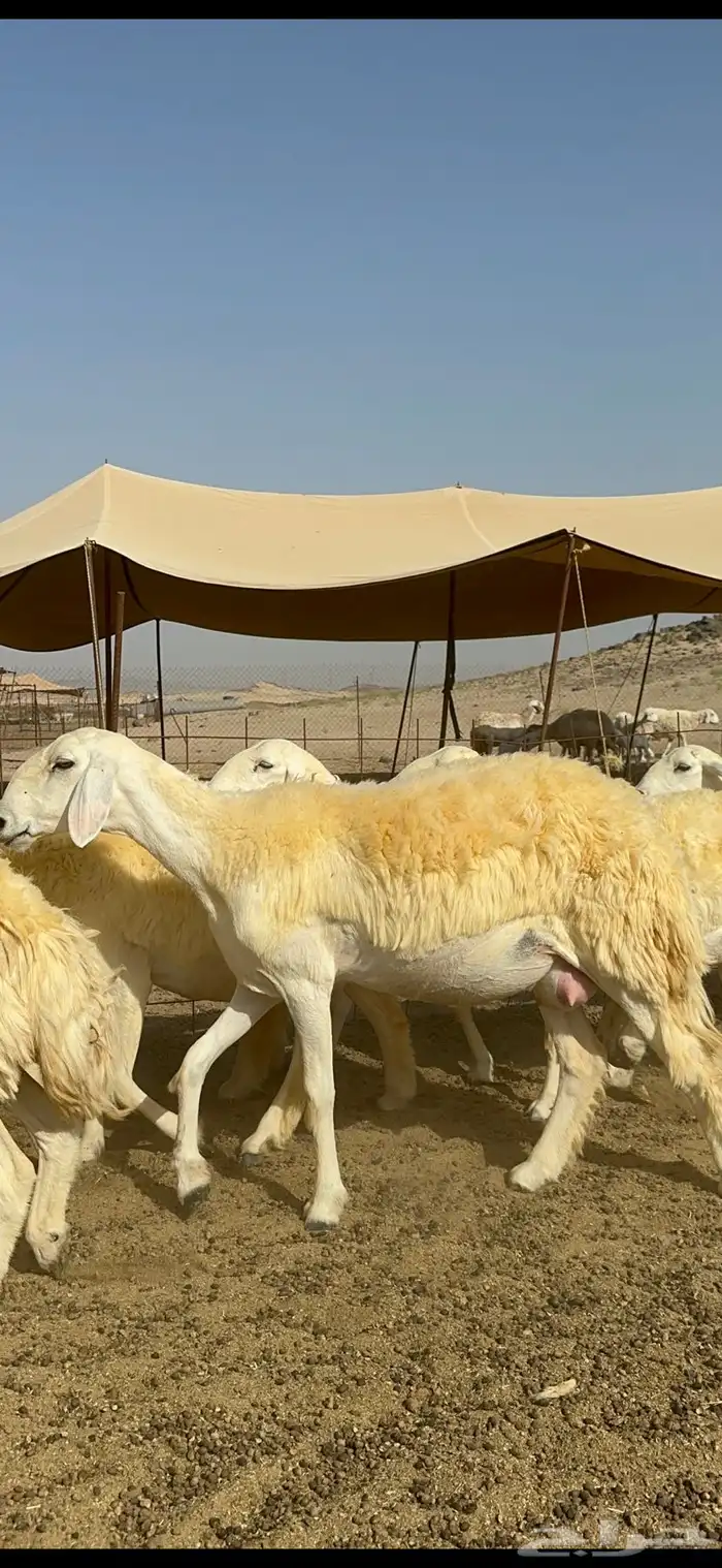 غنم حرية رخال صنف الصنف مراح طيب 60 بلفحول 0