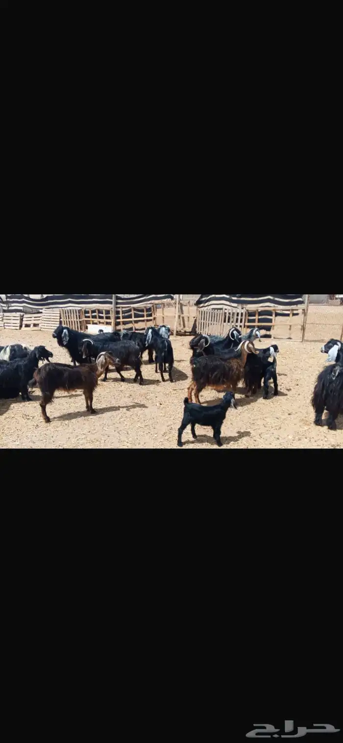 للبيع معزاء مواليد ومضاريع 2