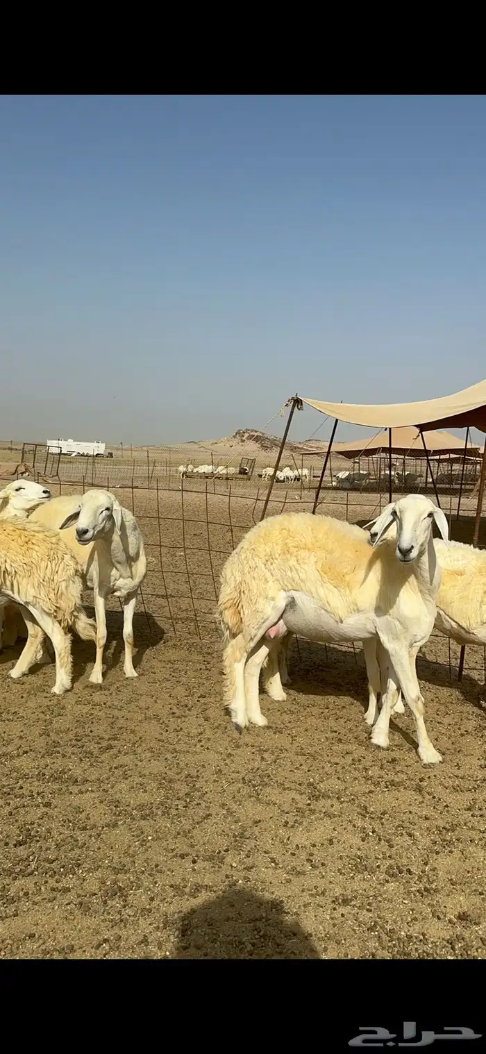 غنم حرية رخال صنف الصنف مراح طيب 60 بلفحول 14