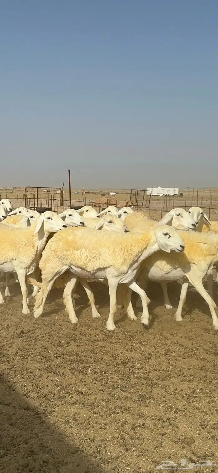 غنم حرية رخال صنف الصنف مراح طيب 60 بلفحول 10