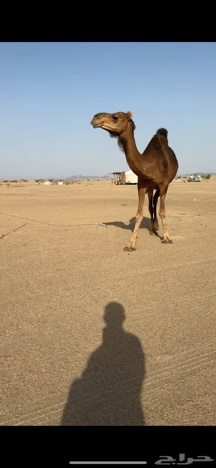 ناقة لقحه للبيع 3