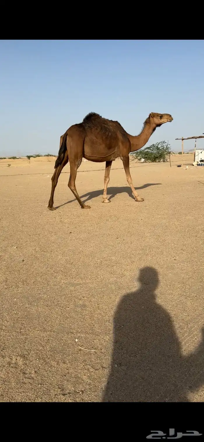ناقة لقحه للبيع 2