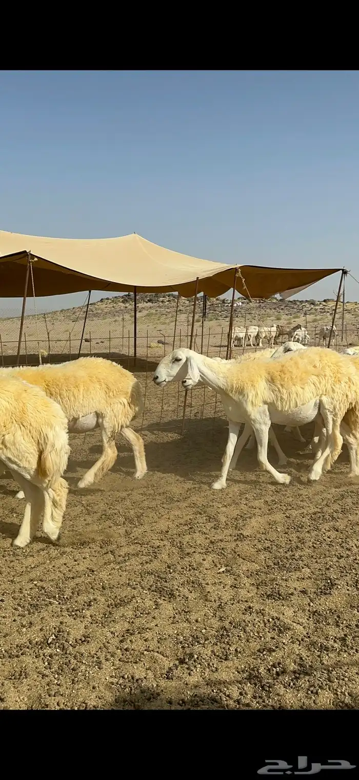 غنم حرية رخال صنف الصنف مراح طيب 60 بلفحول 21