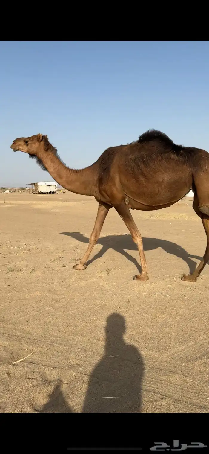ناقة لقحه للبيع 5