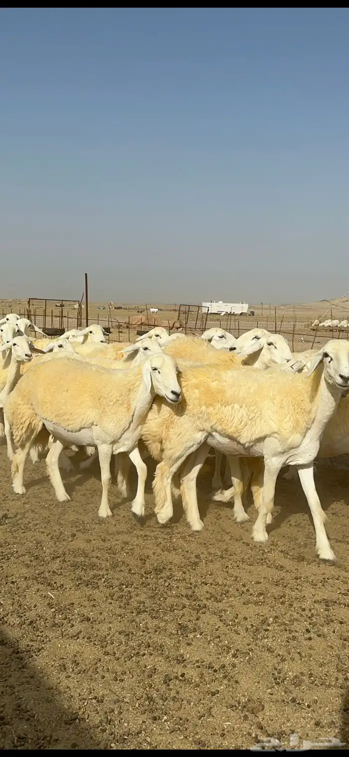 غنم حرية رخال صنف الصنف مراح طيب 60 بلفحول 11