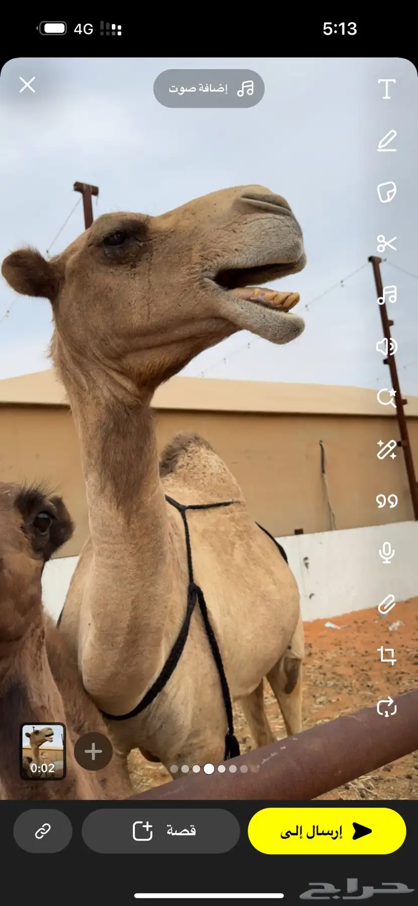 ناقه حمرا مبيوع حاشيها 0