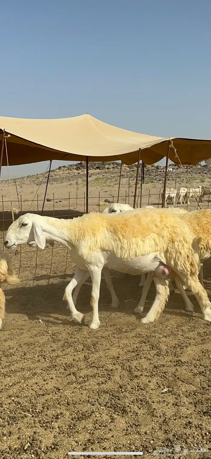 غنم حرية رخال صنف الصنف مراح طيب 60 بلفحول 22