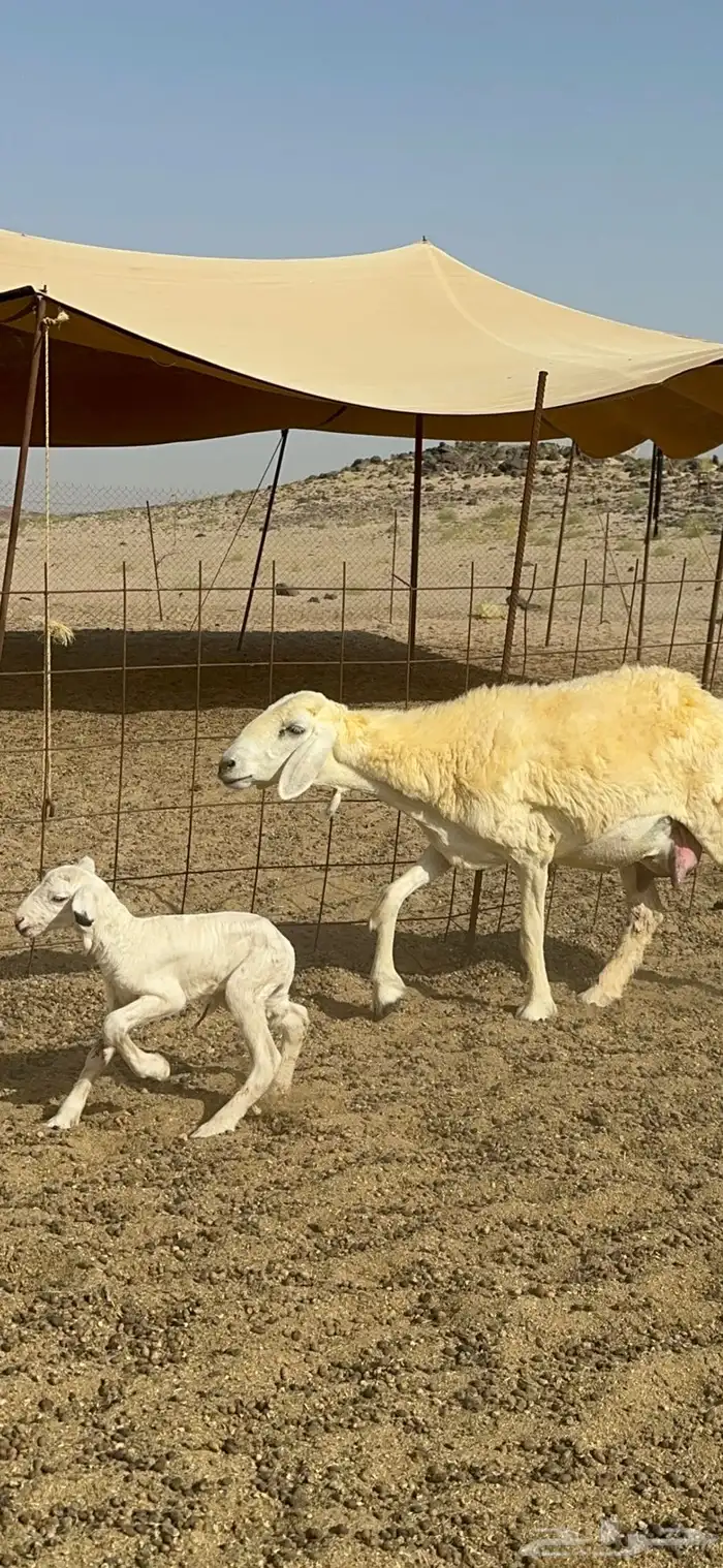 غنم حرية رخال صنف الصنف مراح طيب 60 بلفحول 24