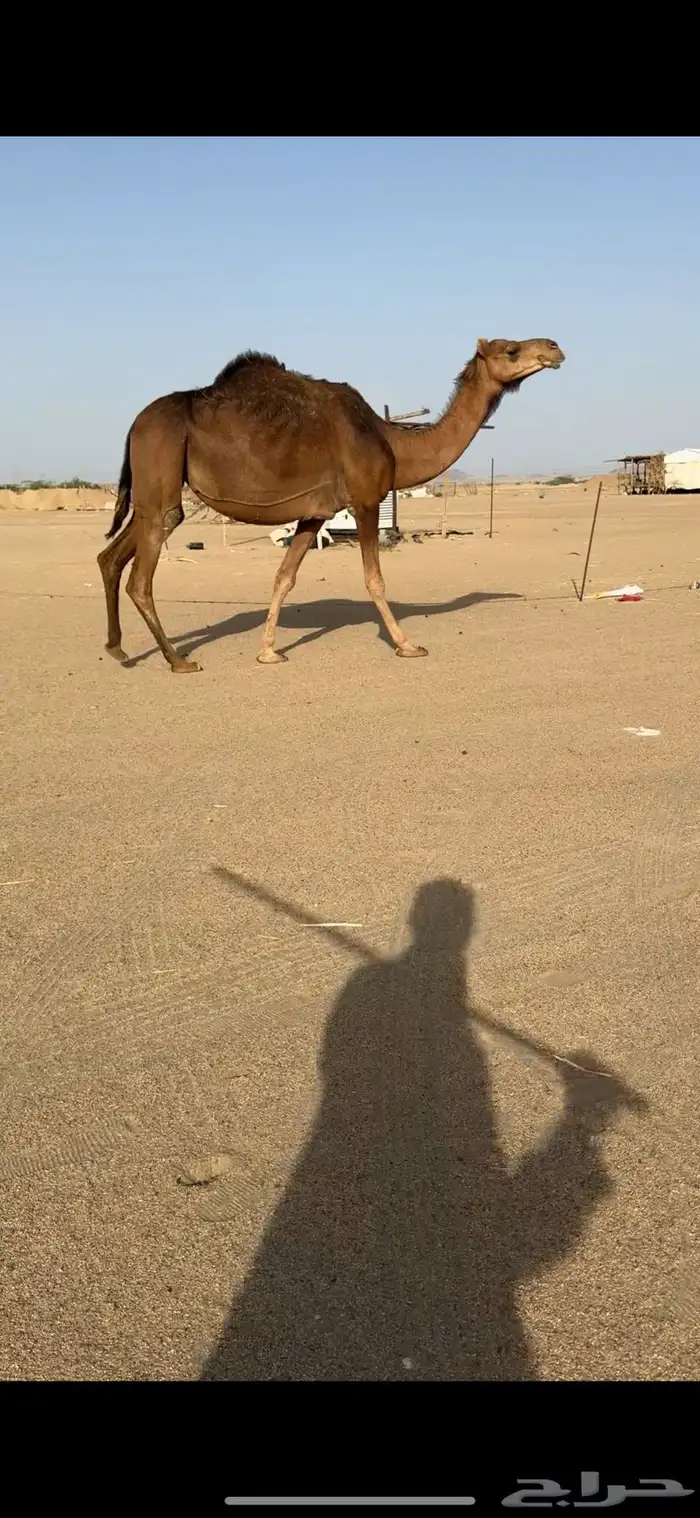 ناقة لقحه للبيع 0