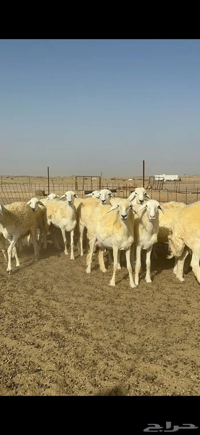 غنم حرية رخال صنف الصنف مراح طيب 60 بلفحول 13