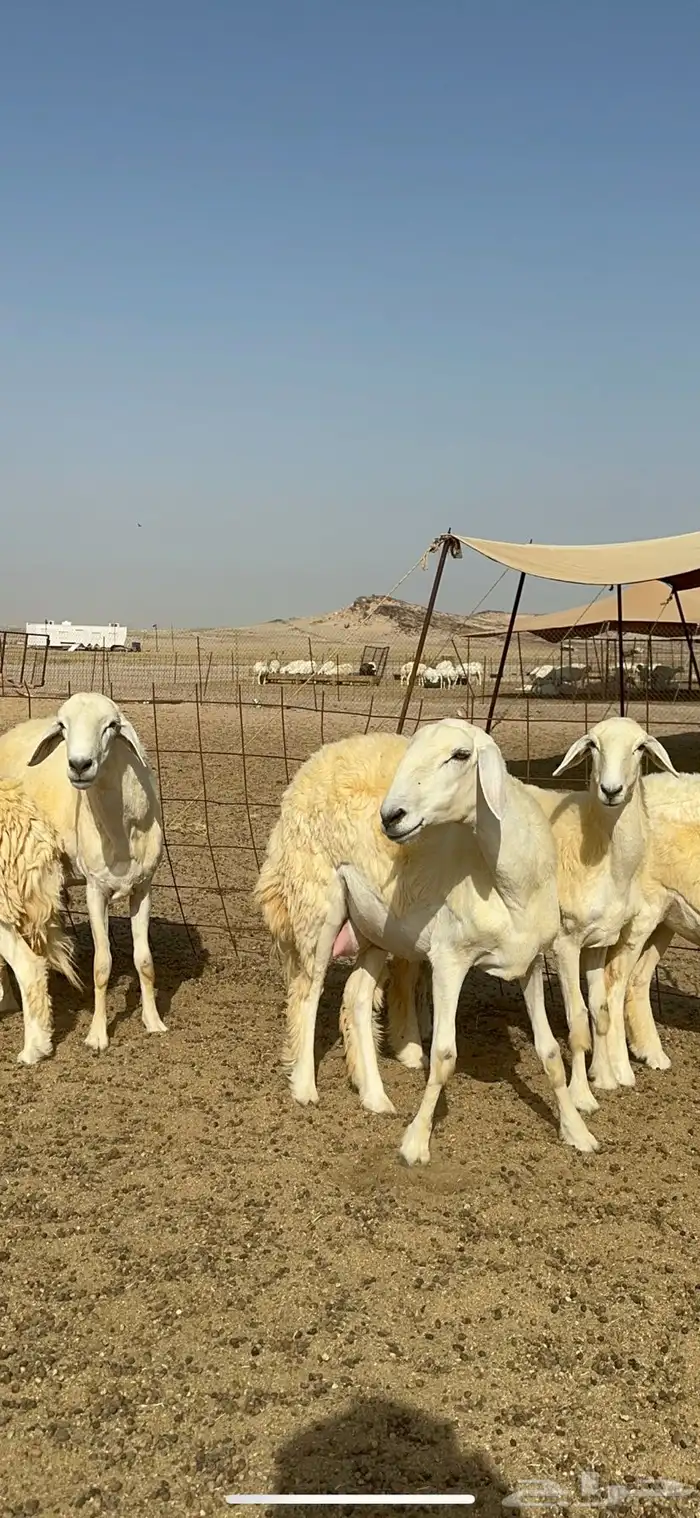 غنم حرية رخال صنف الصنف مراح طيب 60 بلفحول 15