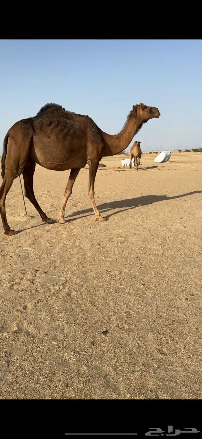 ناقة لقحه للبيع 4