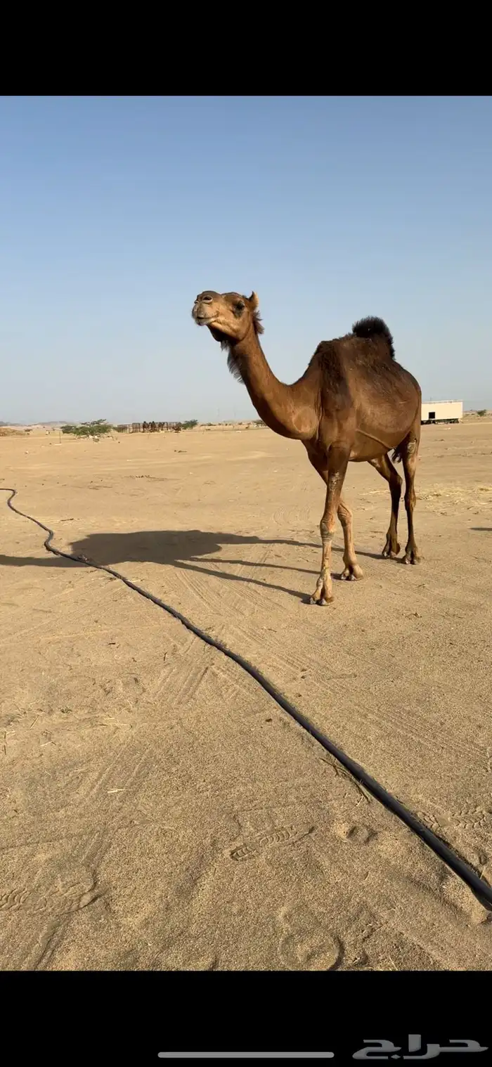 ناقة لقحه للبيع 1