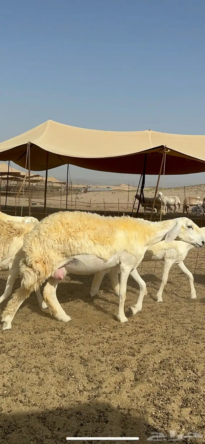 غنم حرية رخال صنف الصنف مراح طيب 60 بلفحول 1