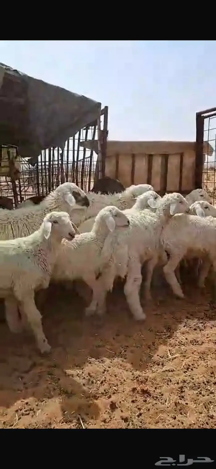 هرافى حريات وسواكن بضرماء 2