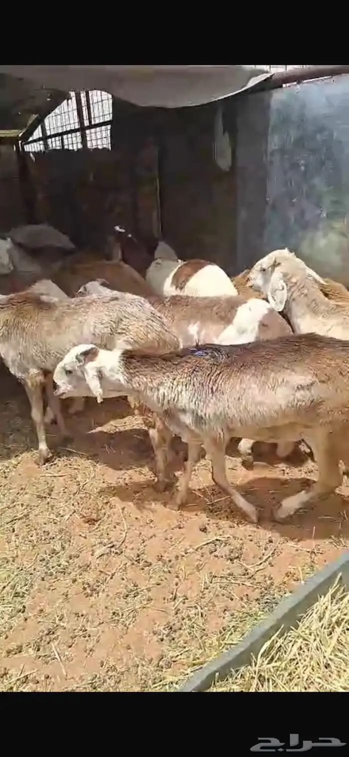 هرافى حريات وسواكن بضرماء 0