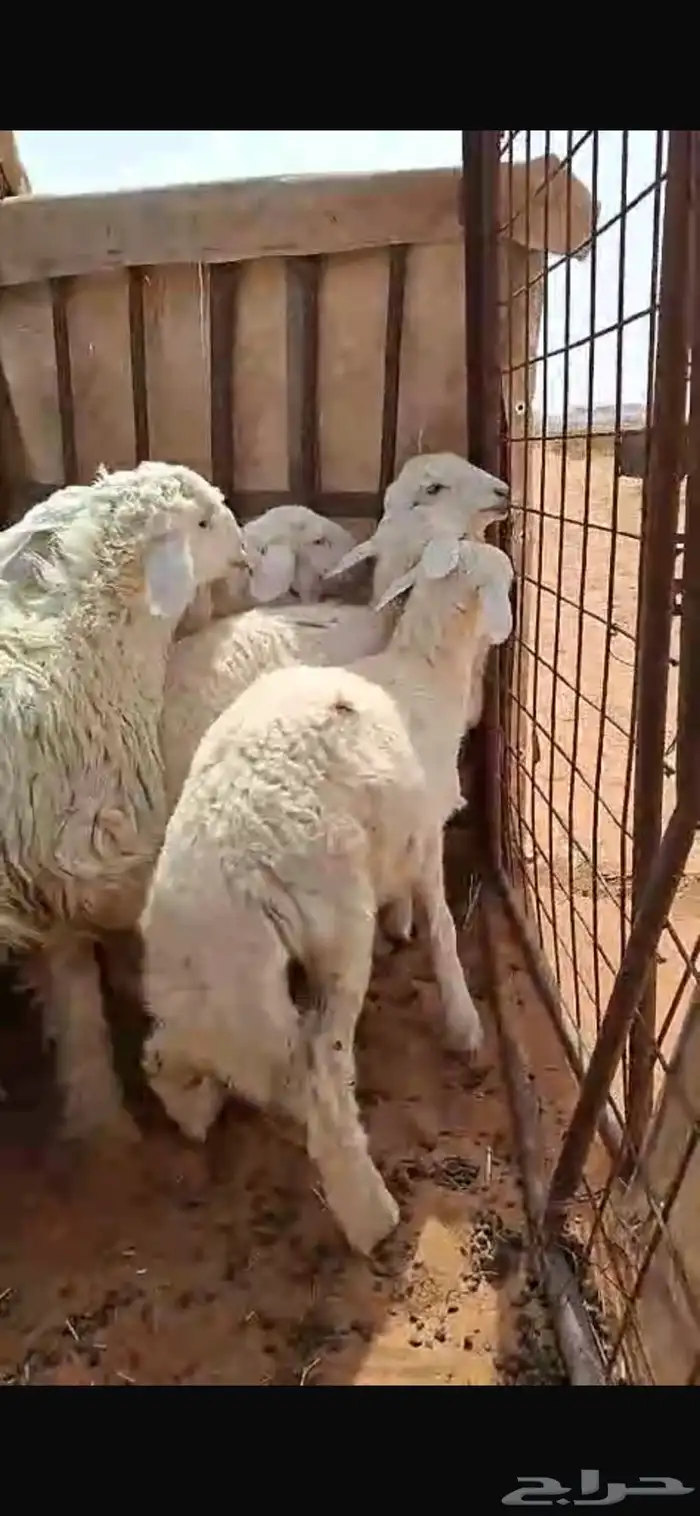 هرافى حريات وسواكن بضرماء 3