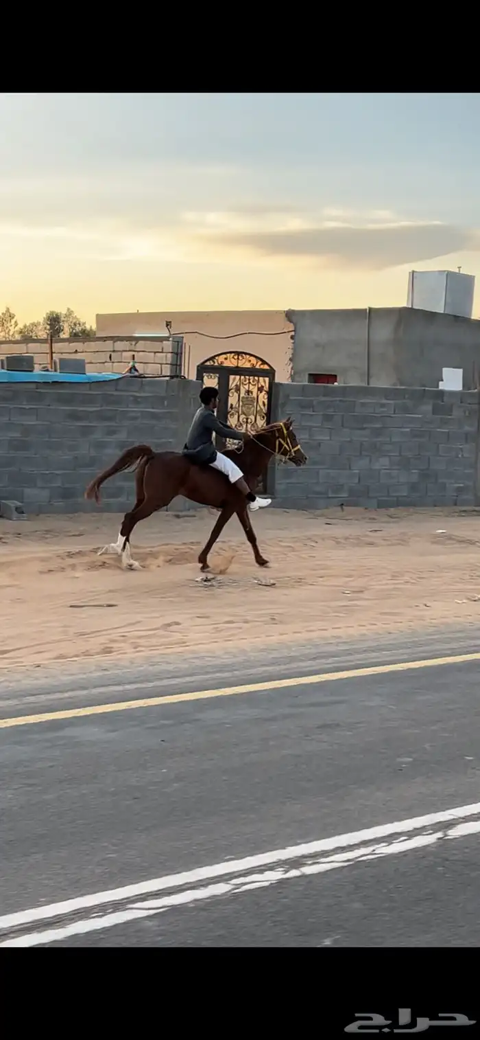 للبيع حصان عربي واهو العمر 10 به كدمه باليد اليمين بس 1