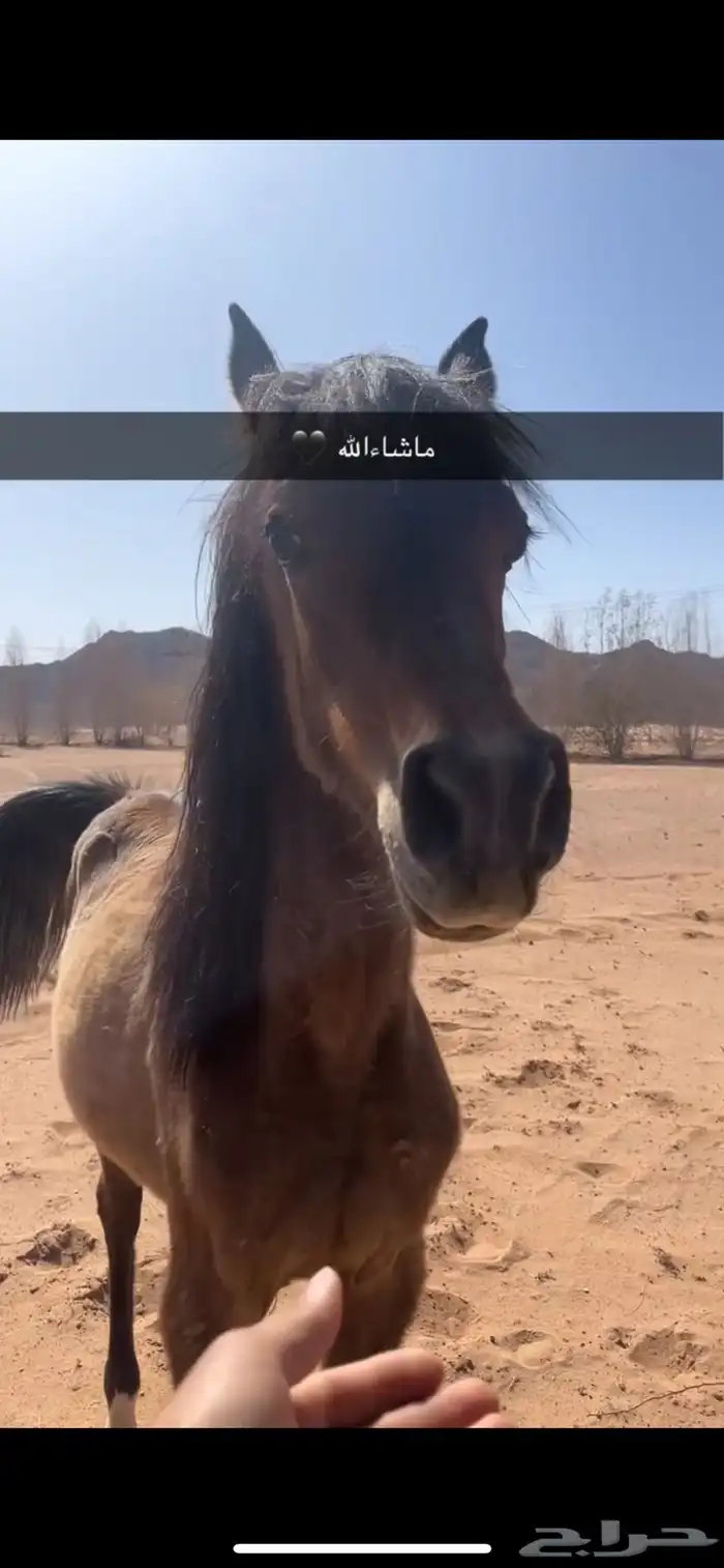 مهره شعبية 0