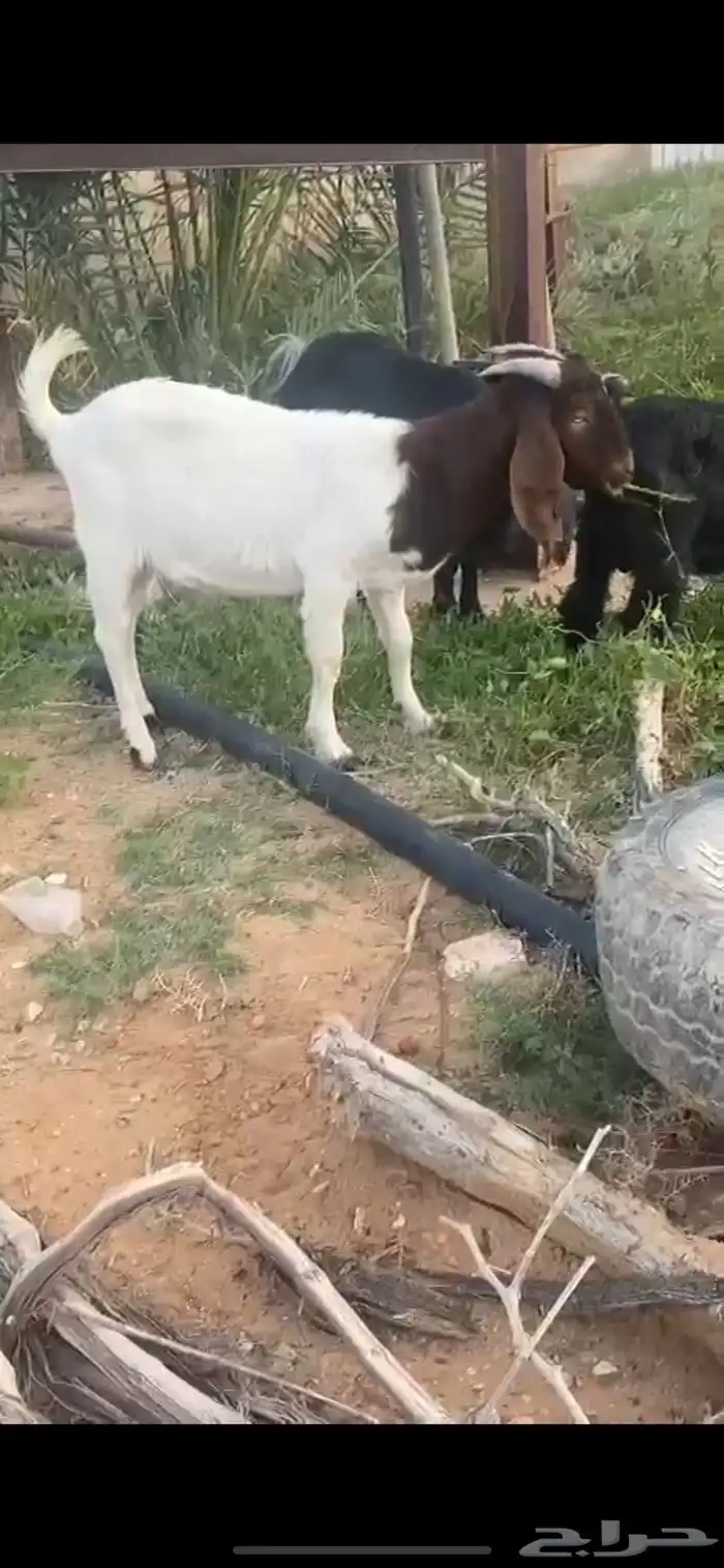 تيس هجين بورقت الجيل السابع 0