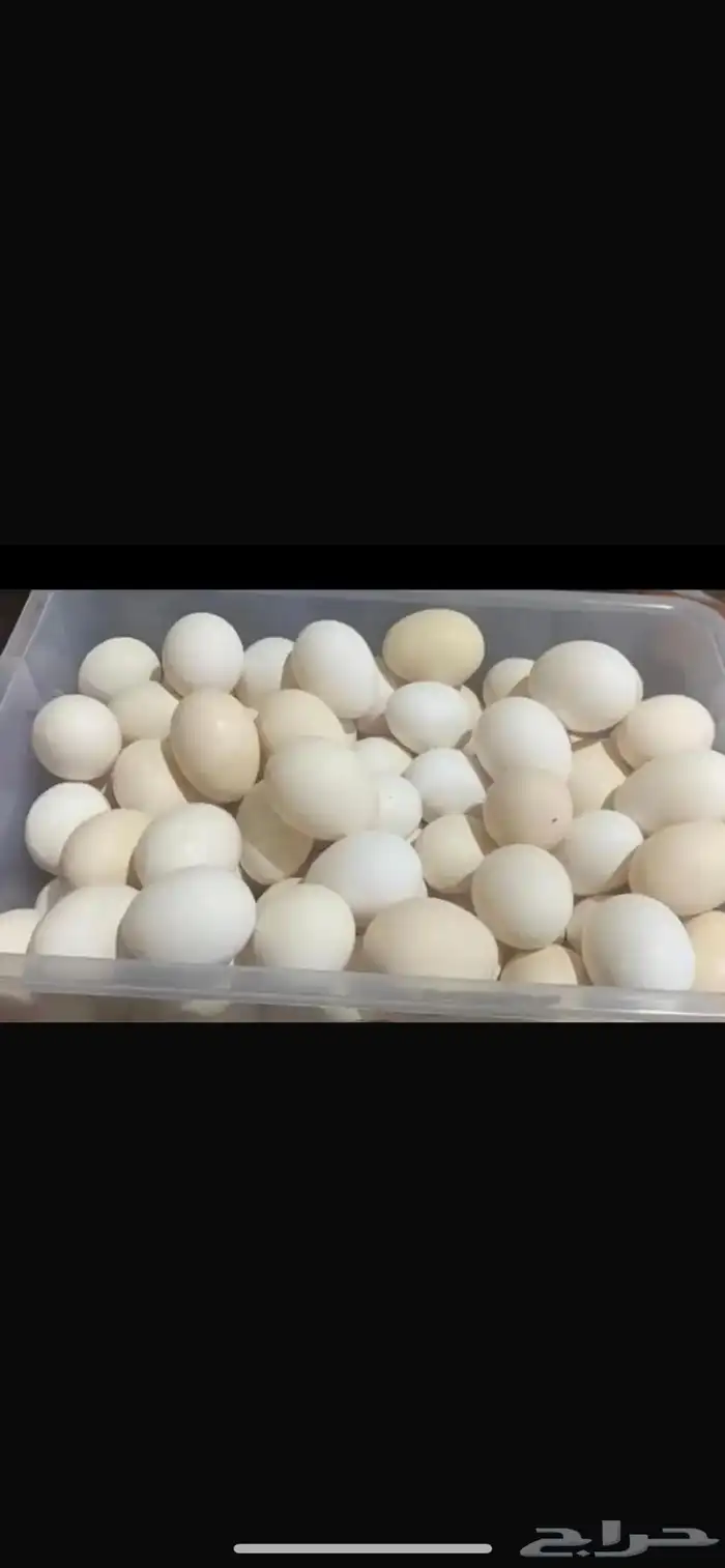 بيض بلدي طازج يوميا 0