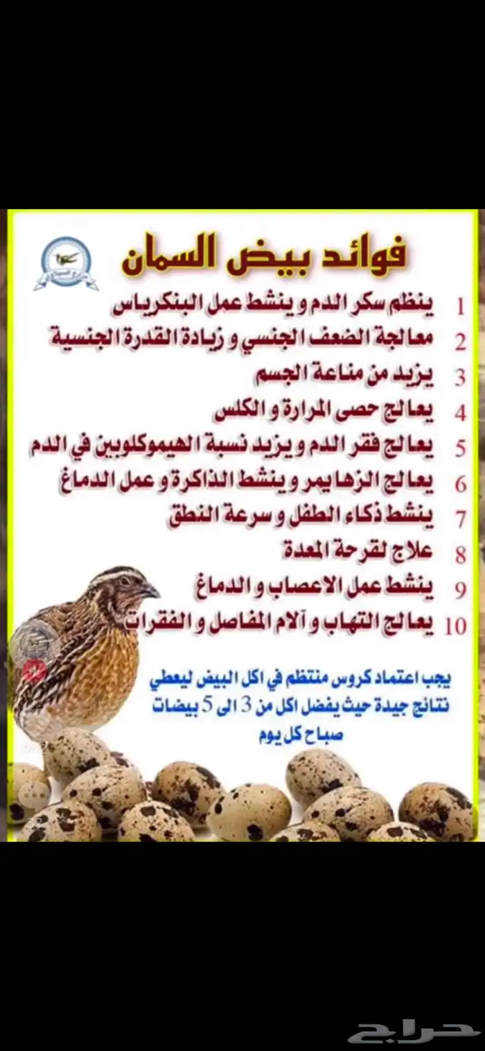 احجام سمان المريعي سوبر جامبو بيض سمان دجاج 4