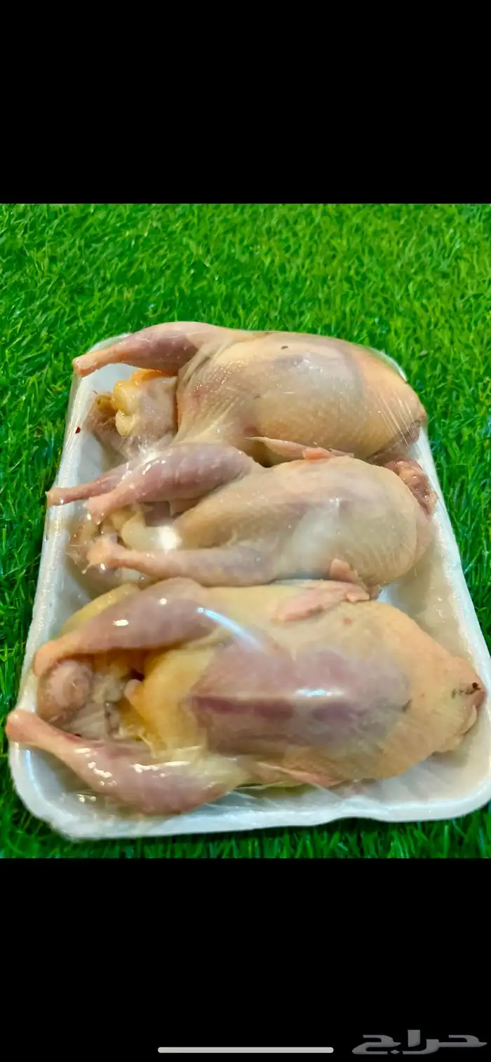 احجام سمان المريعي سوبر جامبو بيض سمان دجاج 0