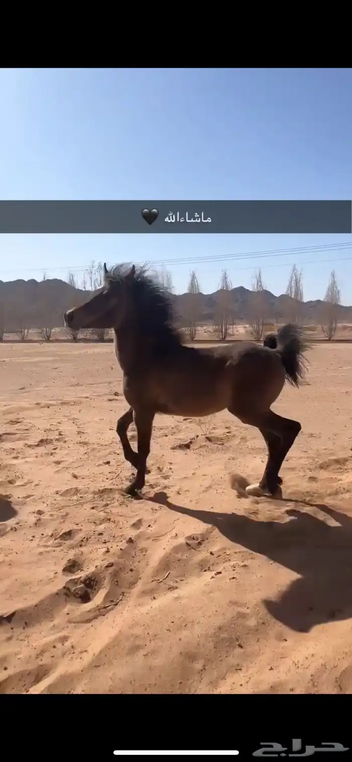 مهره شعبية 2
